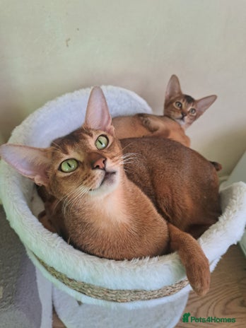Abyssinian cats 5⭐️ TICA Pedigree Abyssinian Kittens - Advert 1