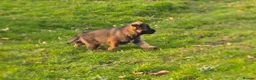 German Shepherd dogs for sale: Working line german shepherd pups  - Advert 3