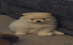 Pomeranian dogs for sale: Miniature Pomeranian Puppies For Sale  - Advert 6