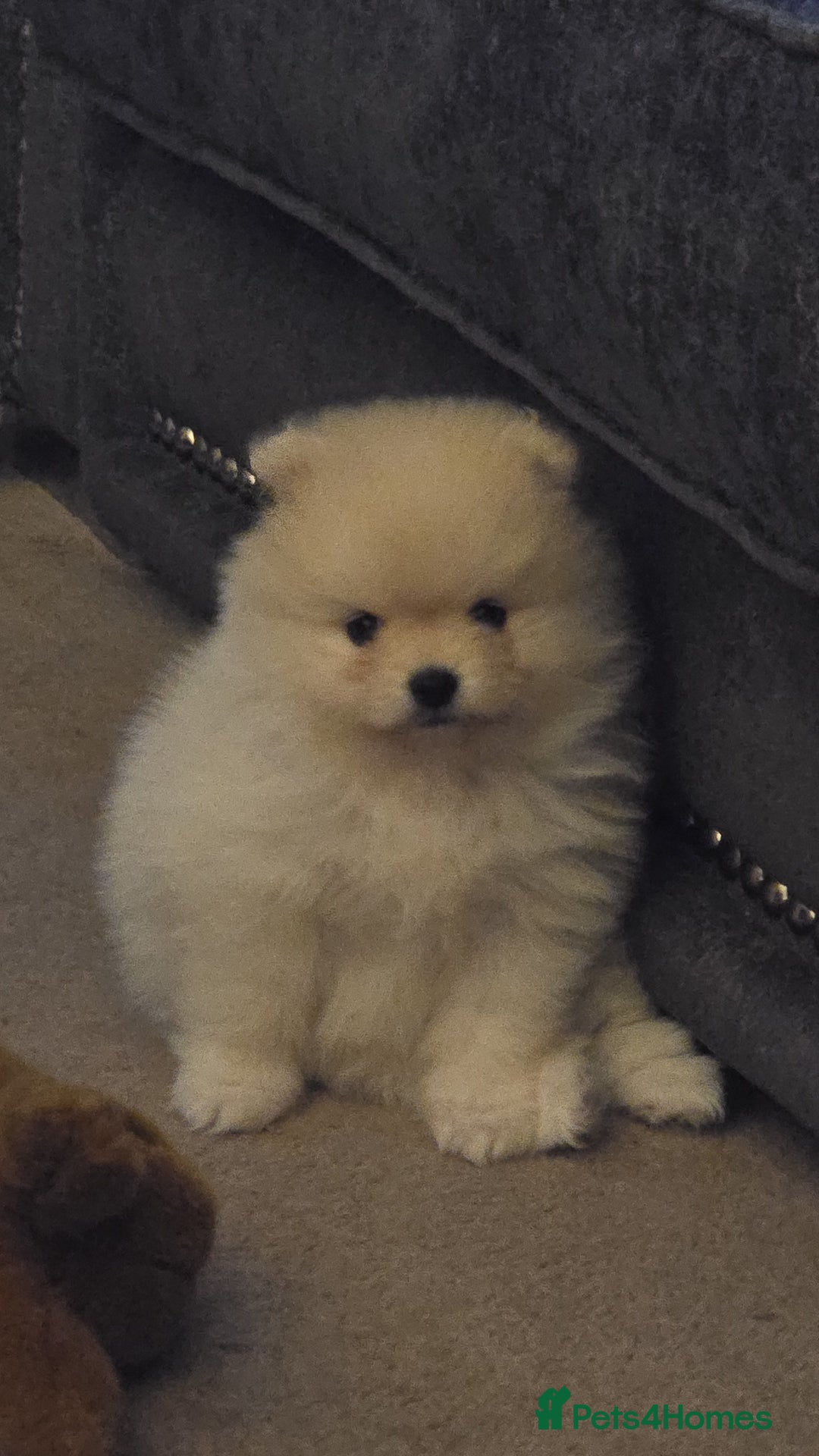 Pomeranian dogs for sale: Miniature Pomeranian Puppies For Sale  - Advert 6