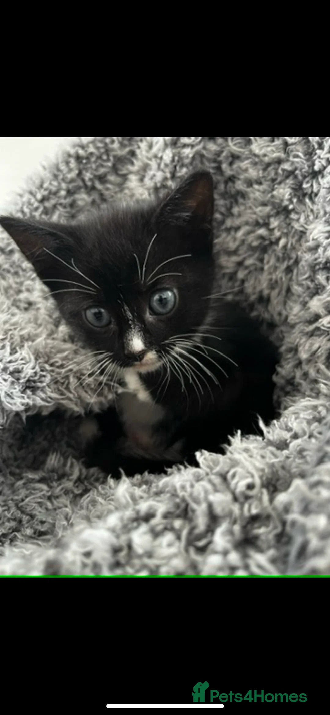 Mixed Breed cats for sale: 1 female kitten left - Advert 3