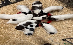 English Springer Spaniel dogs for sale: Springer spaniel puppies for sale  - Image 14