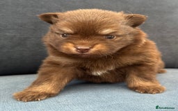 Pomchi dogs for sale: Stunning little loving girl - Image 6