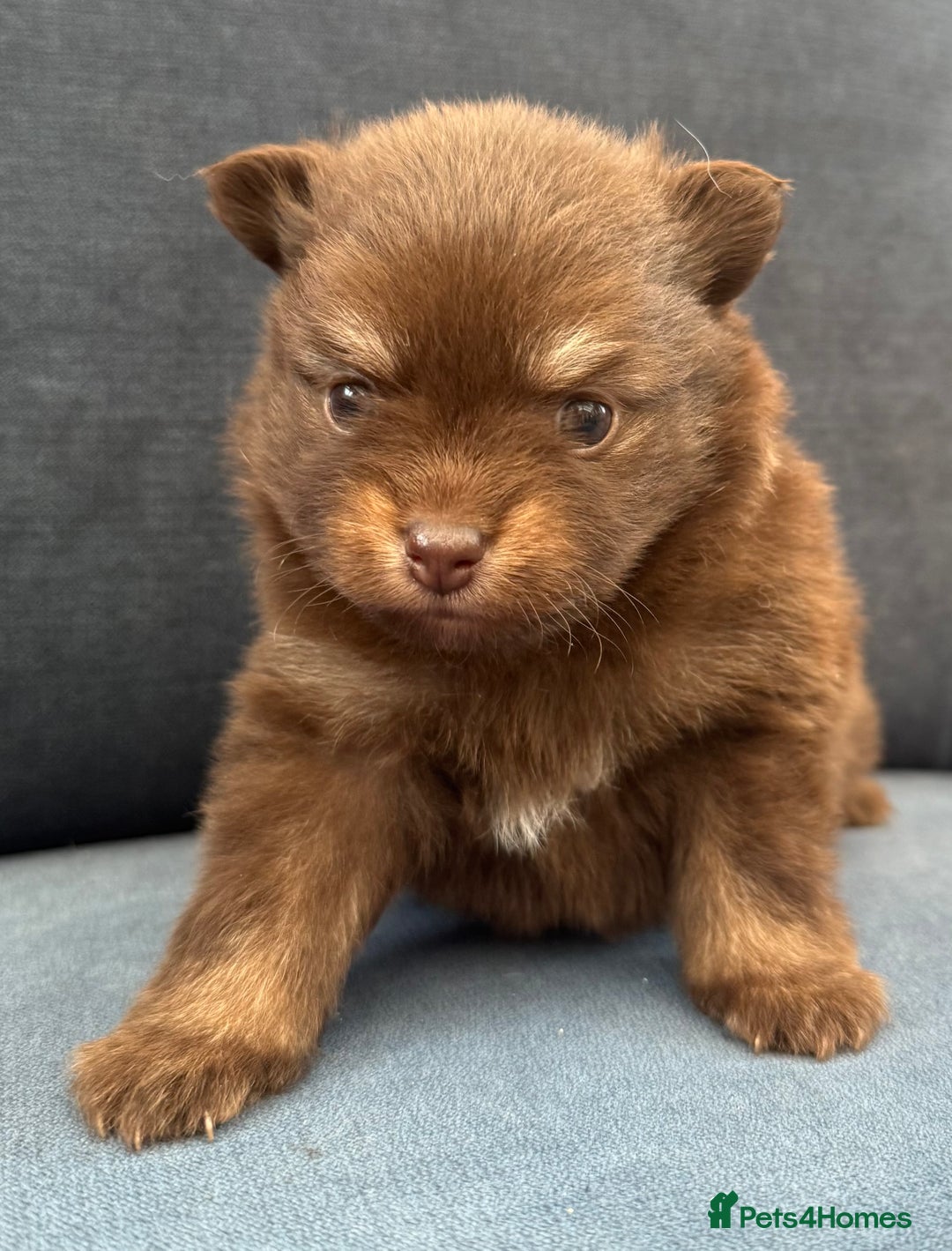 Pomchi dogs for sale: Stunning little loving girl - Image 6