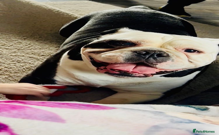 English Bulldog dogs - Advert 1