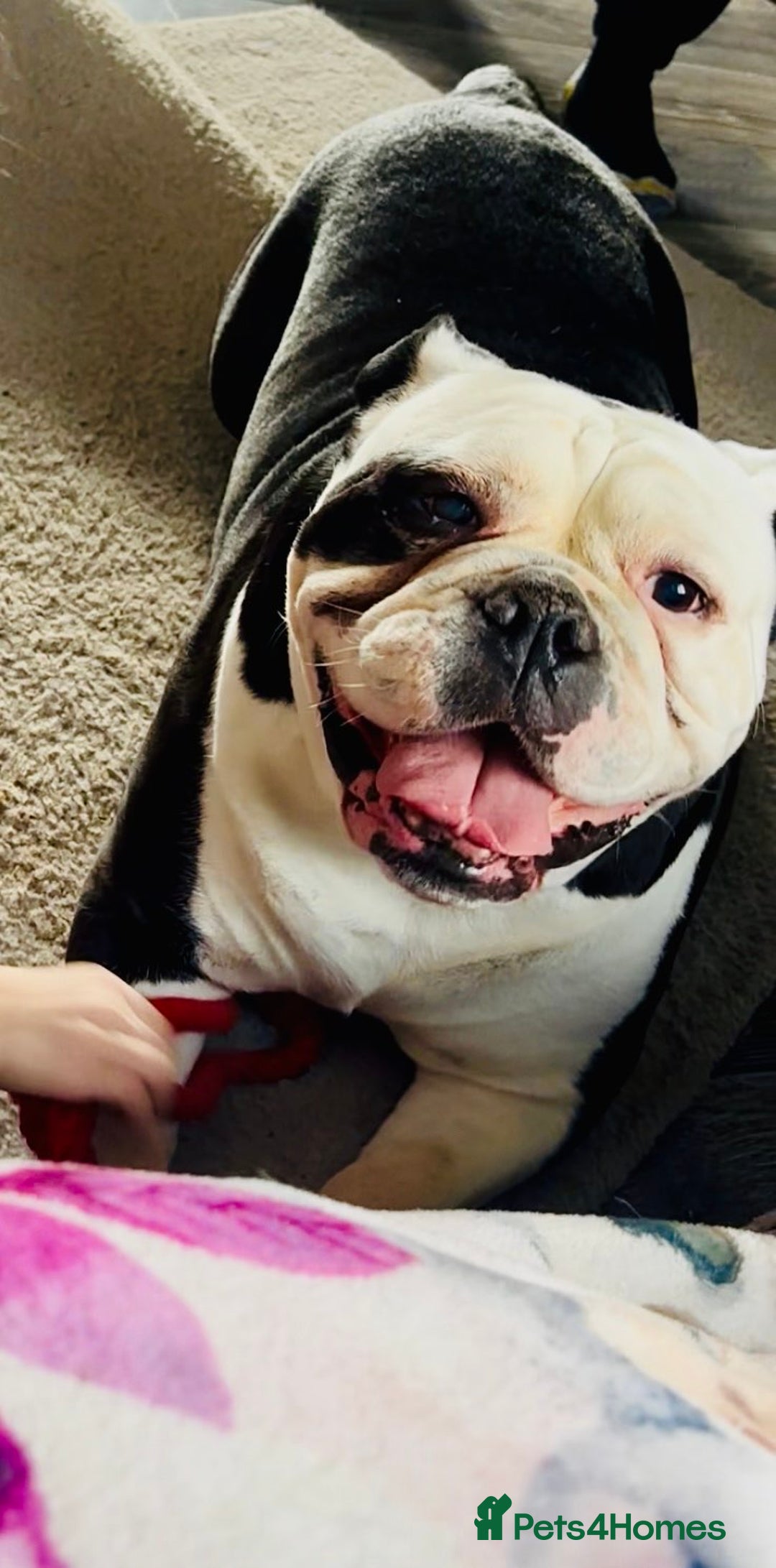 English Bulldog dogs for sale: Female Old English Bulldog - 7 Years Old - Image 1