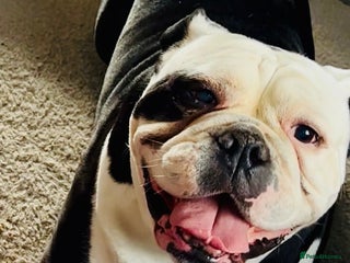 English Bulldog dogs - Advert 2