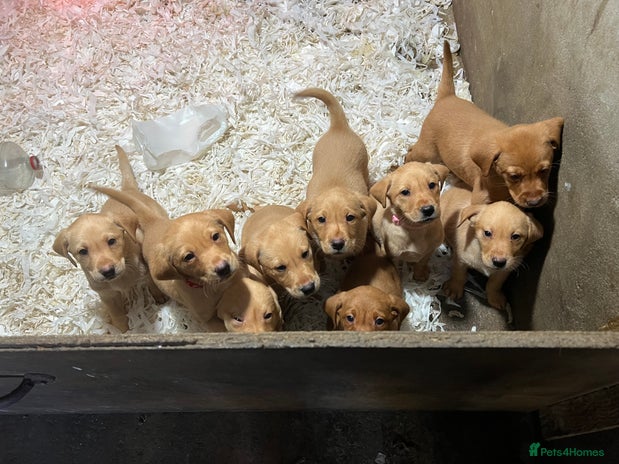 Labrador Retriever dogs Pure bred Labrador retriever pups - Advert 1