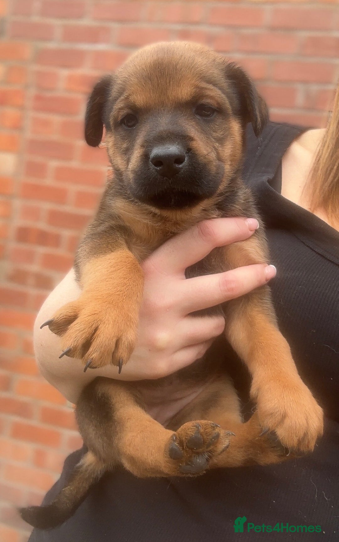 Mixed Breed dogs for sale: Stunning Rottweiler cross Belgian malinois  - Image 10