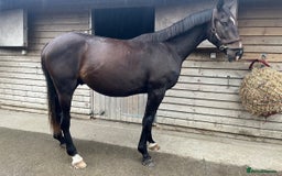 British Warmblood horses for sale: 2 year old Elite warmblood gelding  - Image 2