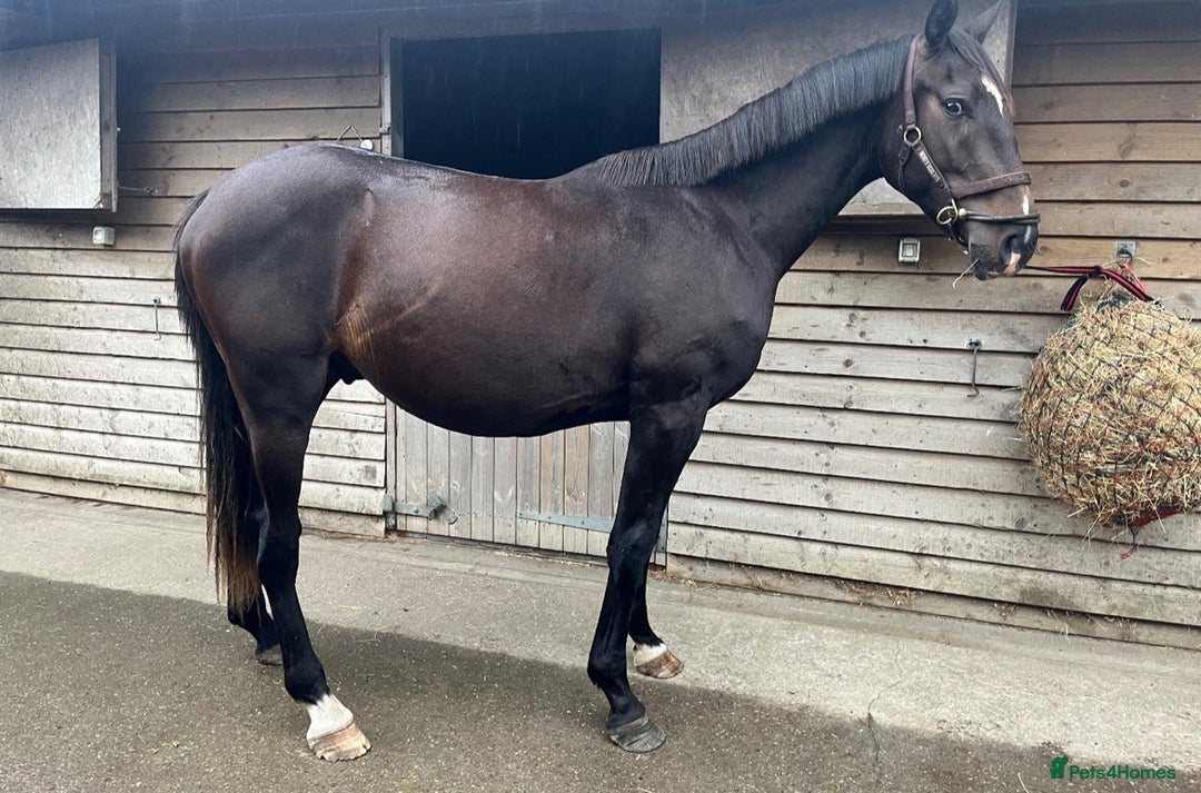 British Warmblood horses for sale: 2 year old Elite warmblood gelding  - Image 2