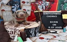 Miniature Dachshund dogs for sale: KC Reg short haired miniature dachshunds - Image 13