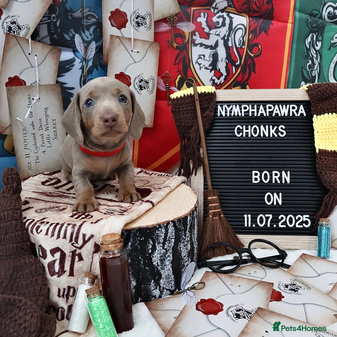 Miniature Dachshund dogs for sale: KC Reg short haired miniature dachshunds - Image 13