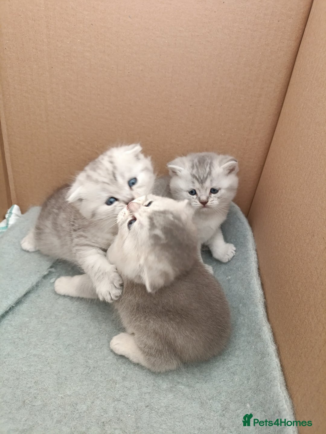 Scottish Fold cats for sale: Scottish Fold kitten  - Advert 10