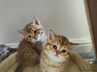 British Shorthair cats British Shorthair kittens!!! - Advert 7
