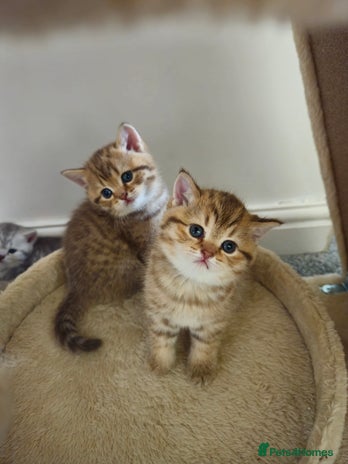 British Shorthair cats British Shorthair kittens!!! - Advert 3