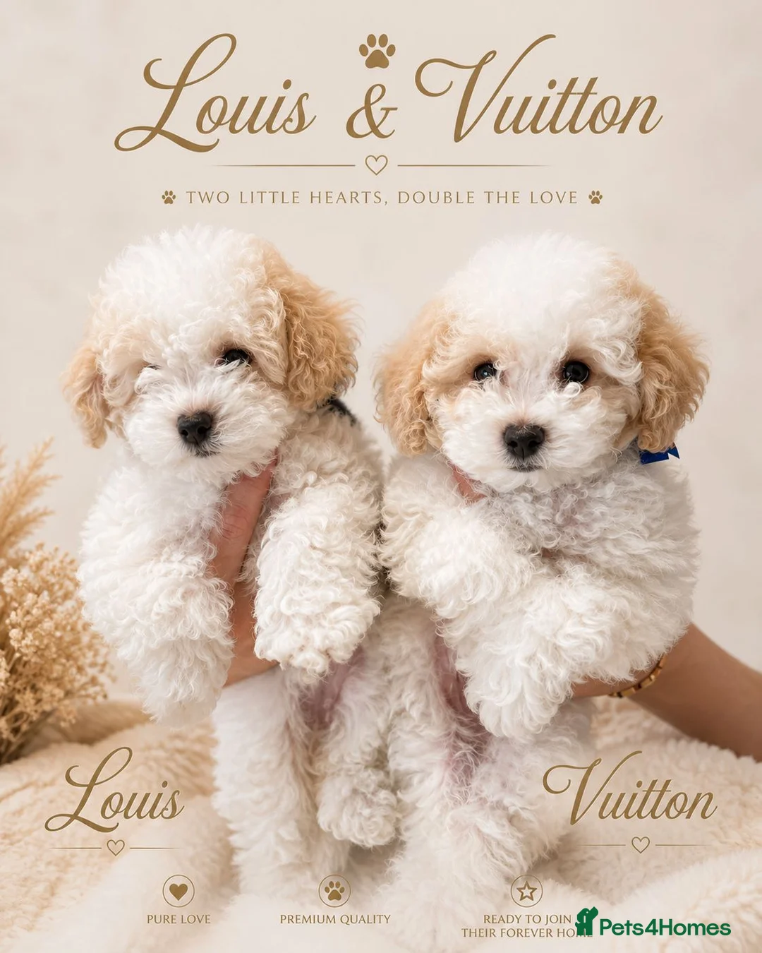 Maltipoo dogs for sale: Maltipoo Twin Boys Louis & Vuitton White & Apricot in Northolt - Advert 1