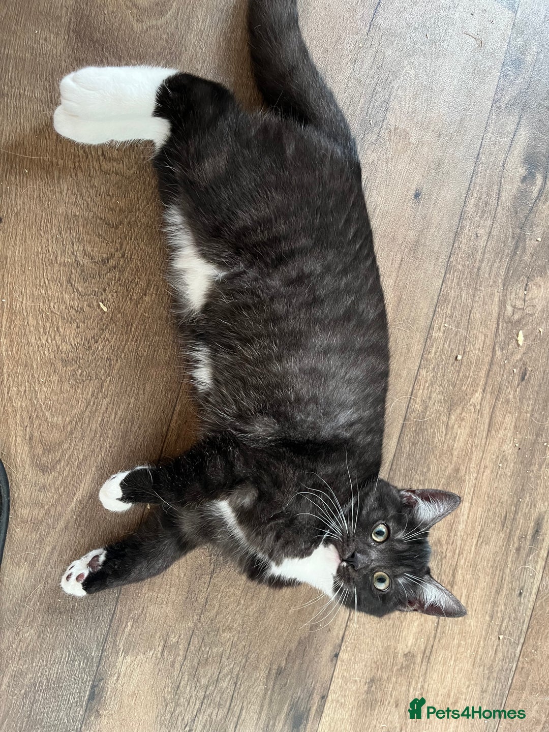 Ragdoll cats for sale: Beautiful Ragdoll x Egyptian Mau girl - Advert 3