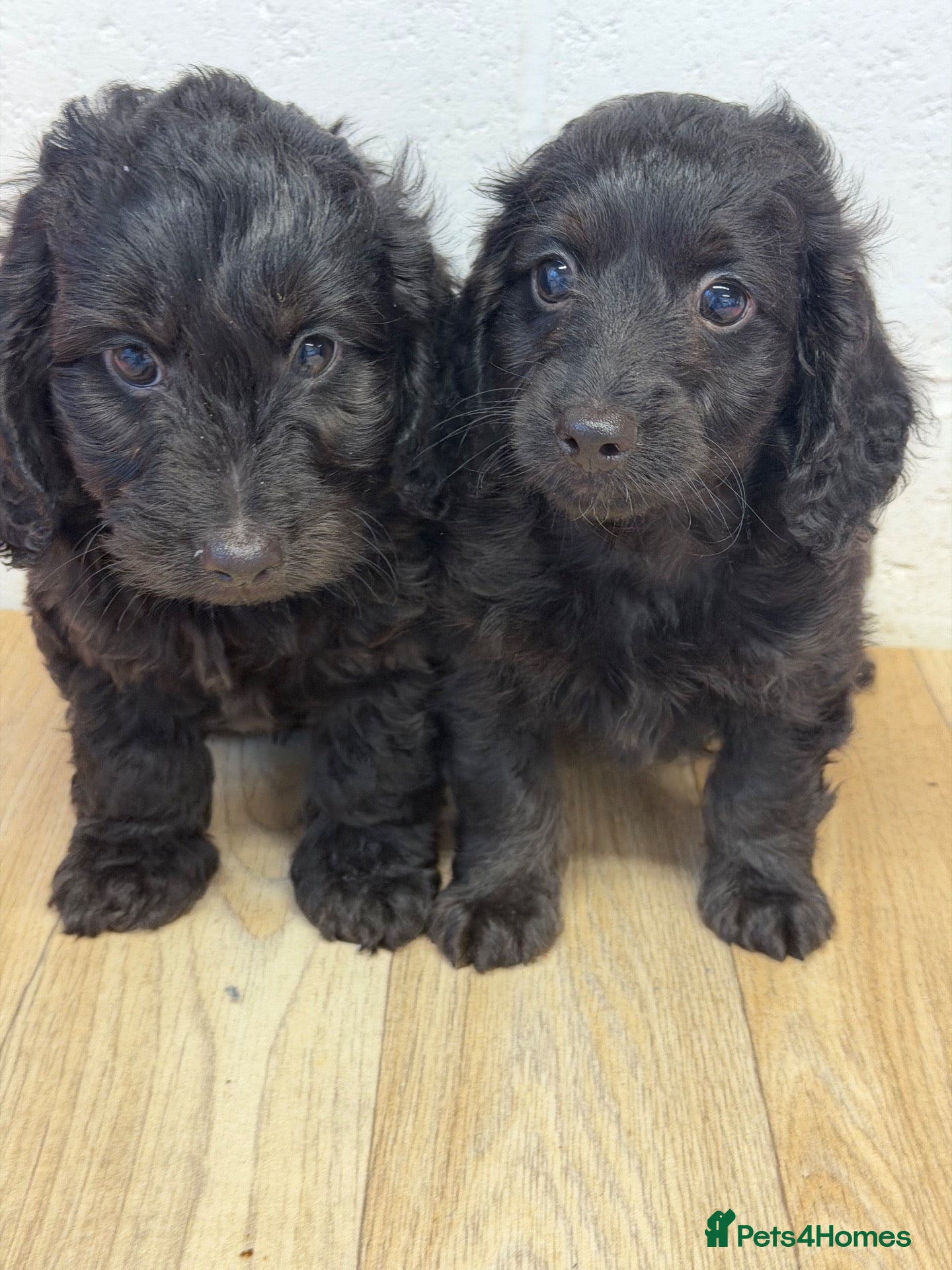 Doxiepoo dogs Daxiepoo boys  - Advert 1