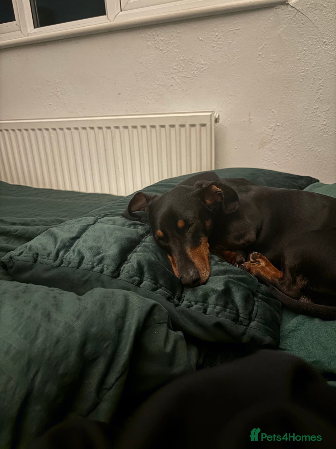 Miniature Dachshund dogs for stud: Slinky The Mini Sausage🖤🐶 - Advert 2
