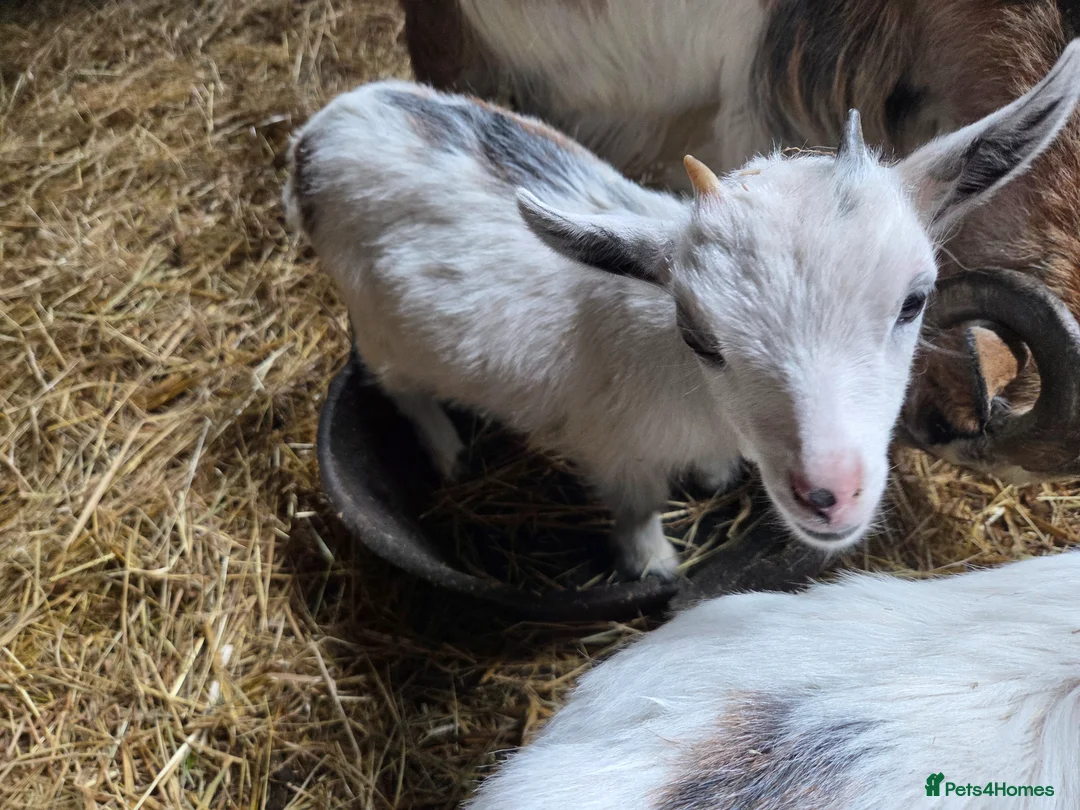 Goats livestock for sale: Pygmy kids to leave as a trio READY NOW  - Advert 4