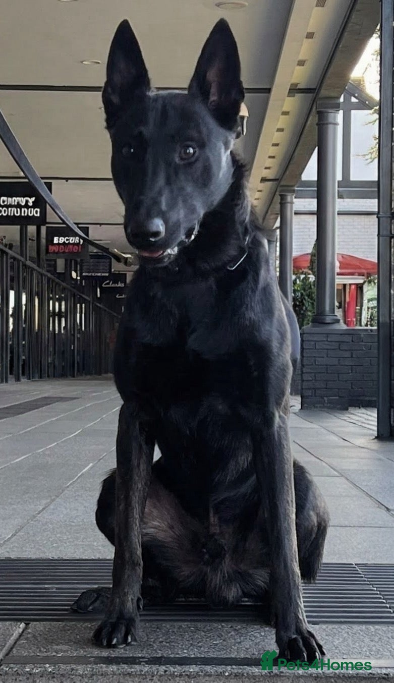 Belgian Shepherd Dog dogs Pure FCI Dutch Shepherd import  - Advert 1