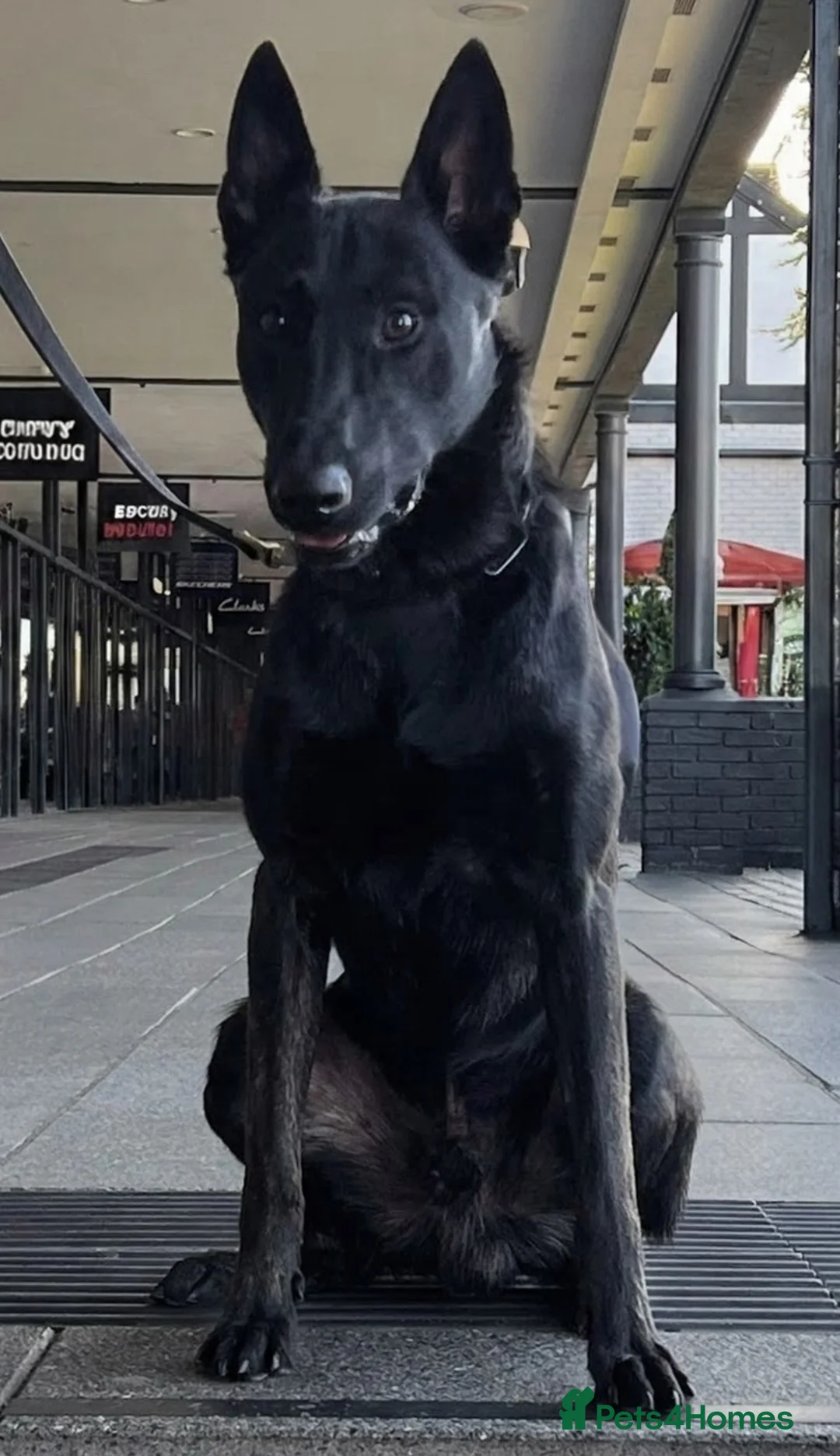 Belgian Shepherd Dog dogs for sale: Pure FCI Dutch Shepherd import  - Advert 1