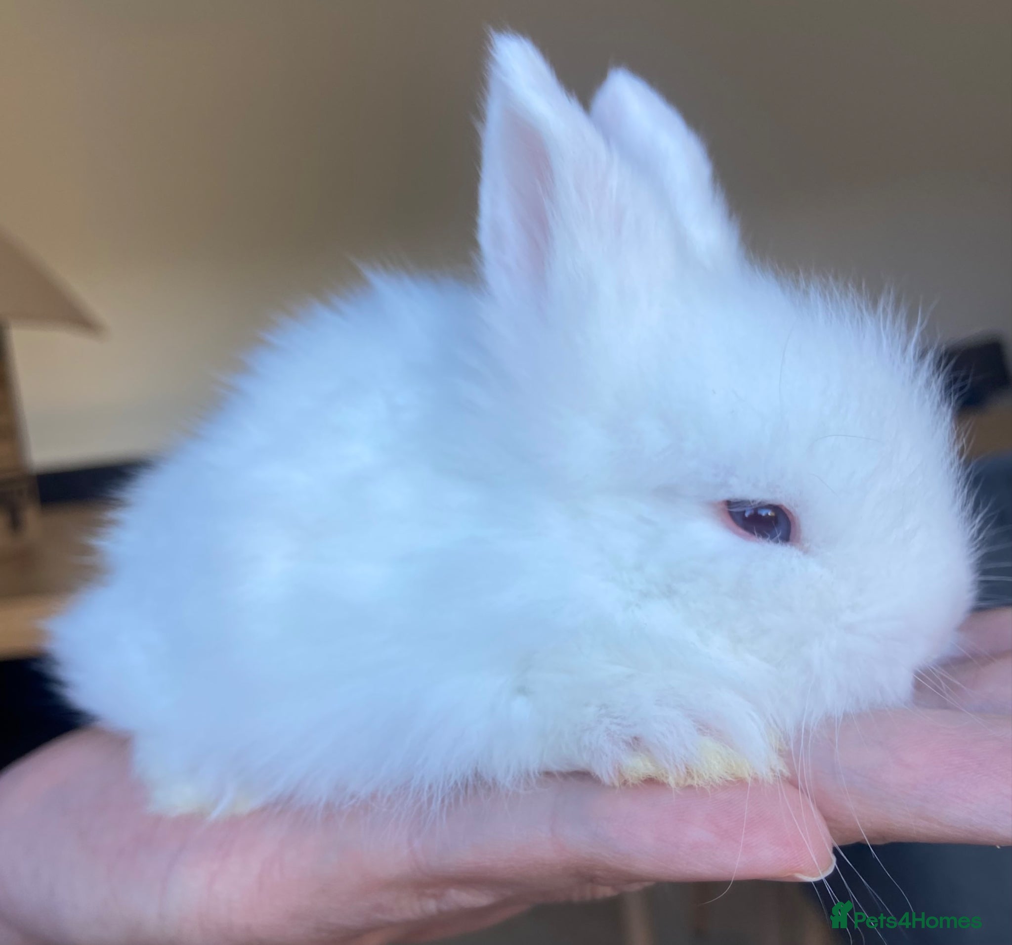 Lionhead rabbits for sale: Lion head bunnies  - Advert 2