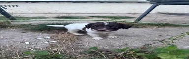 English Springer Spaniel 1
