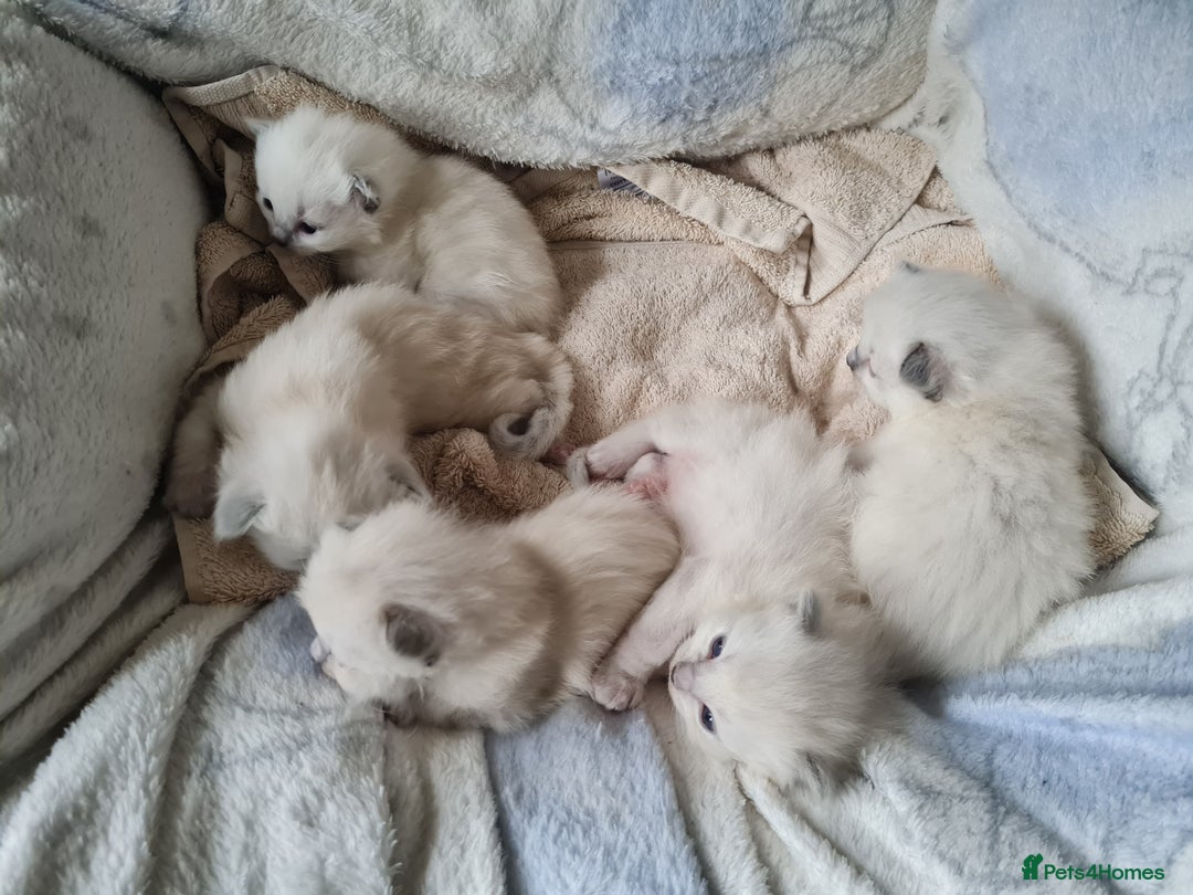Ragdoll cats for sale: GCCF Registered Pedigree Ragdoll Kittens - Advert 13