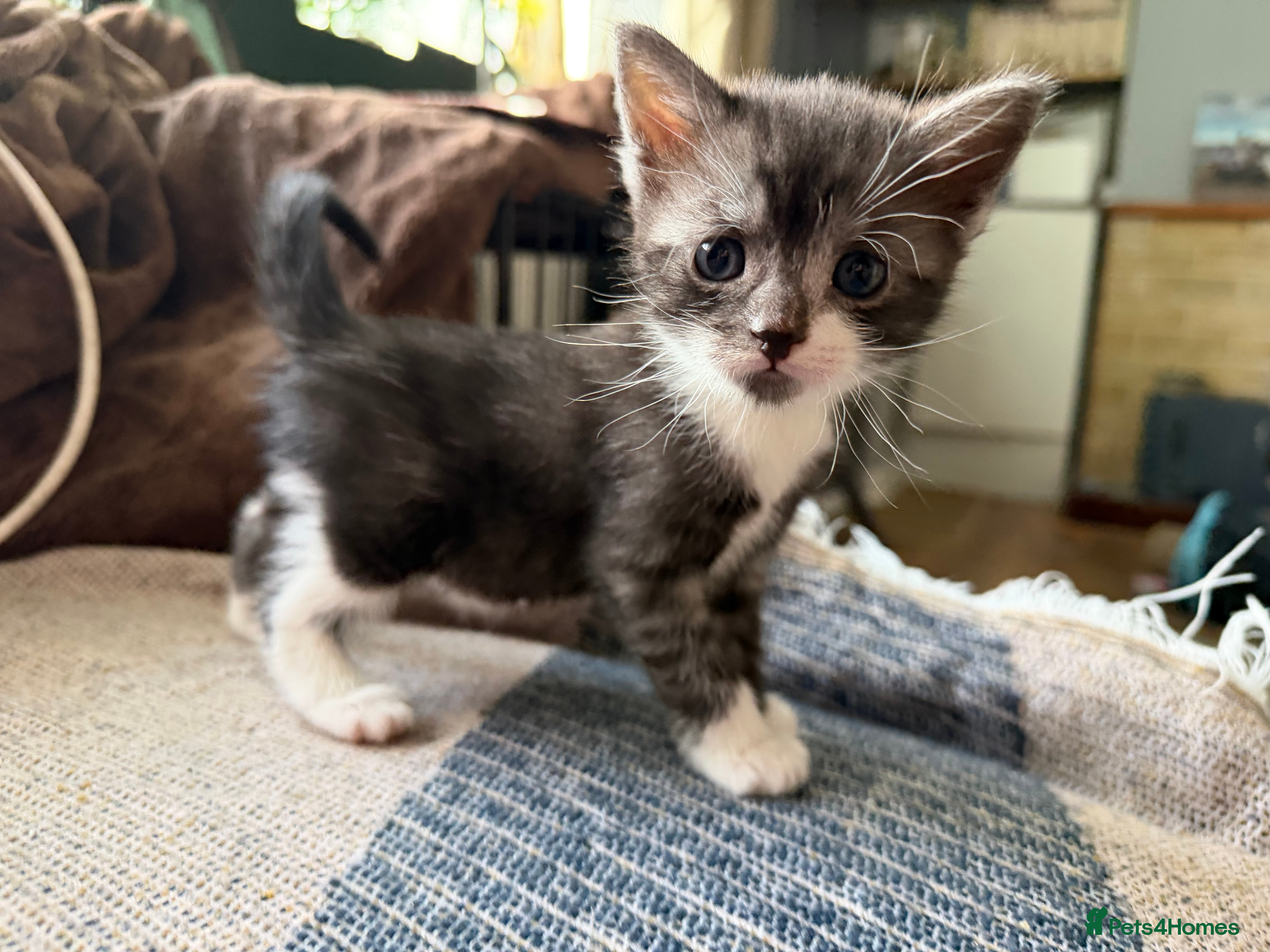 British Shorthair cats Pedigree British Shorthair Kittens – Ready May - Advert 2