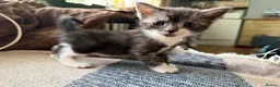 British Shorthair cats for sale: Pedigree British Shorthair Kittens – Ready May - Advert 6