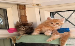 Maine Coon cats for sale: 🐾 Maine Coon Kittens X needing forever home 🐾 - Image 26