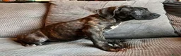 Presa Canario dogs for sale: Presa Canieo Puppies  - Advert 2