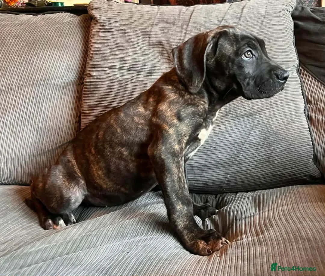 Presa Canario dogs for sale: Presa Canieo Puppies  - Advert 2
