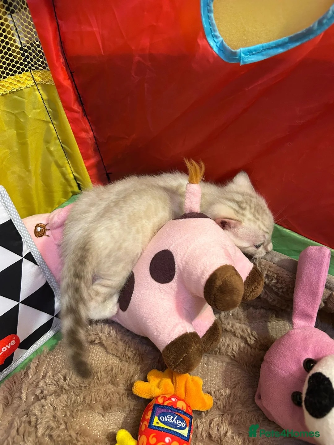 Bengal cats for stud: PROVEN ♡ Handsome BENGAL STUD > Carries SNOW + SLV in Birmingham - Advert 11