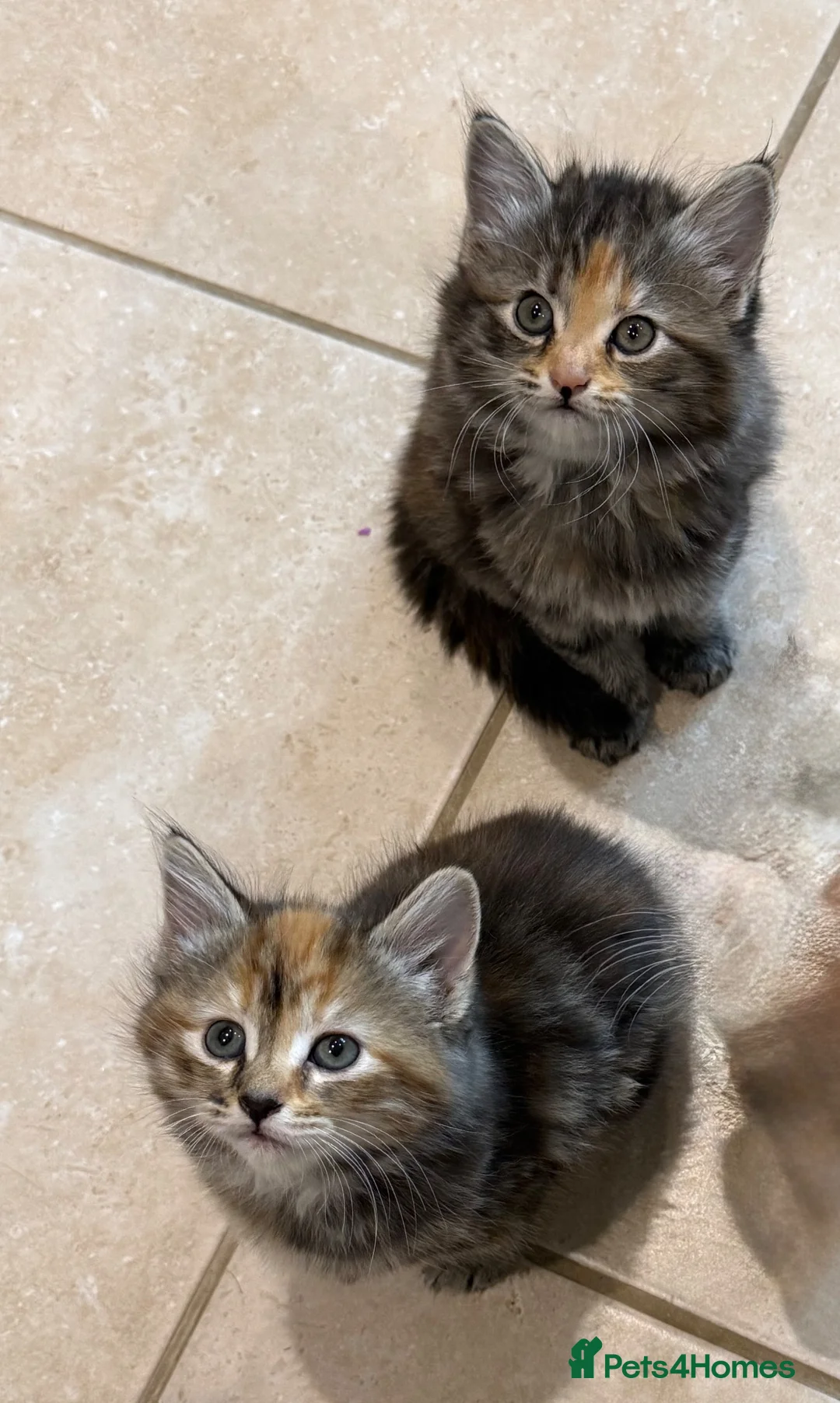 Mixed Breed cats for sale: Two girl kittens available  in Haslemere - Advert 2