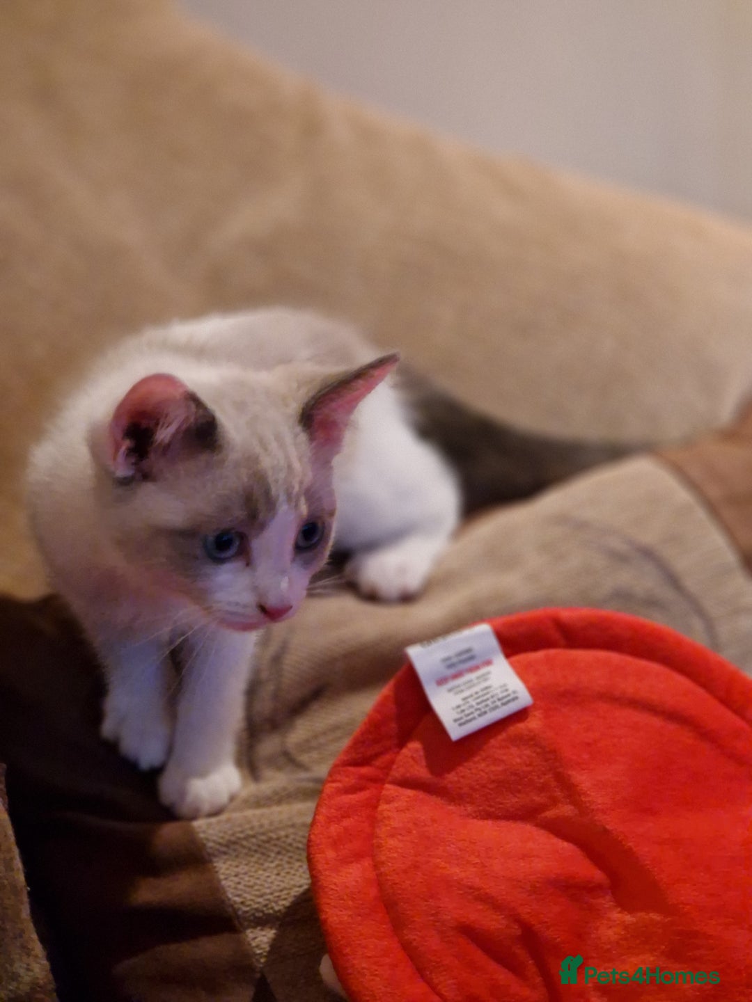 Ragdoll cats for sale: Ragdoll Cross - Advert 9