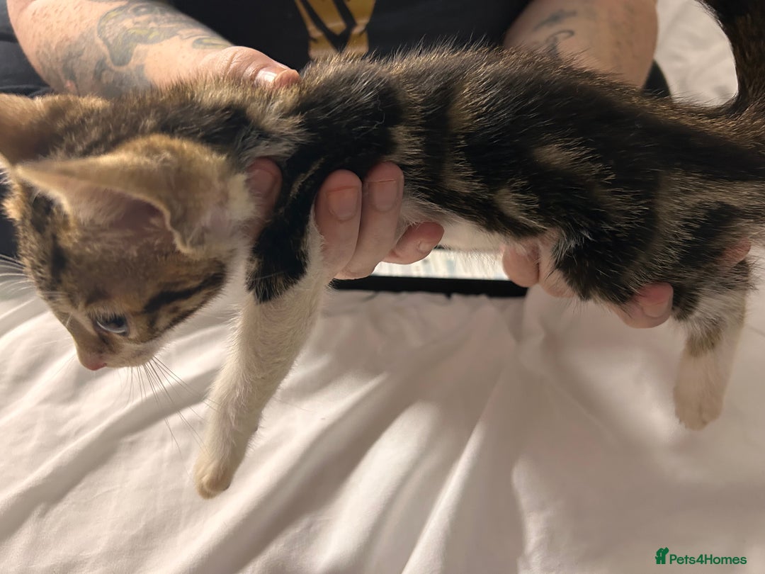 Bengal cats for sale: Beautiful bengal  - Image 4
