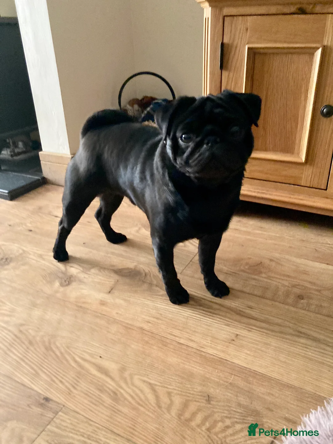 Pug dogs for stud: Health tested black pug stud  in Stevenage - Advert 11
