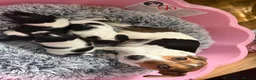 Jack Russell dogs for sale: 3 beautiful Jack Russell girls - Advert 21