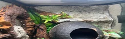 Gecko reptiles for sale: Crested Gecko for sale - Advert 3