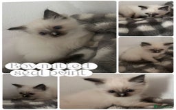 Ragdoll cats for sale: Pedigree Ragdoll Kittens HCM/PKD clear  - Image 6