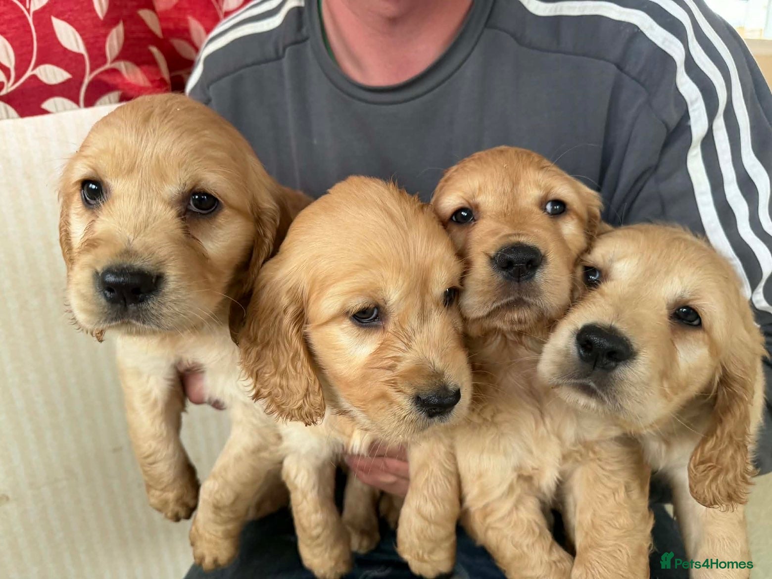 Goldendoodle dogs Goldendoodles puppies - health tested - Advert 1