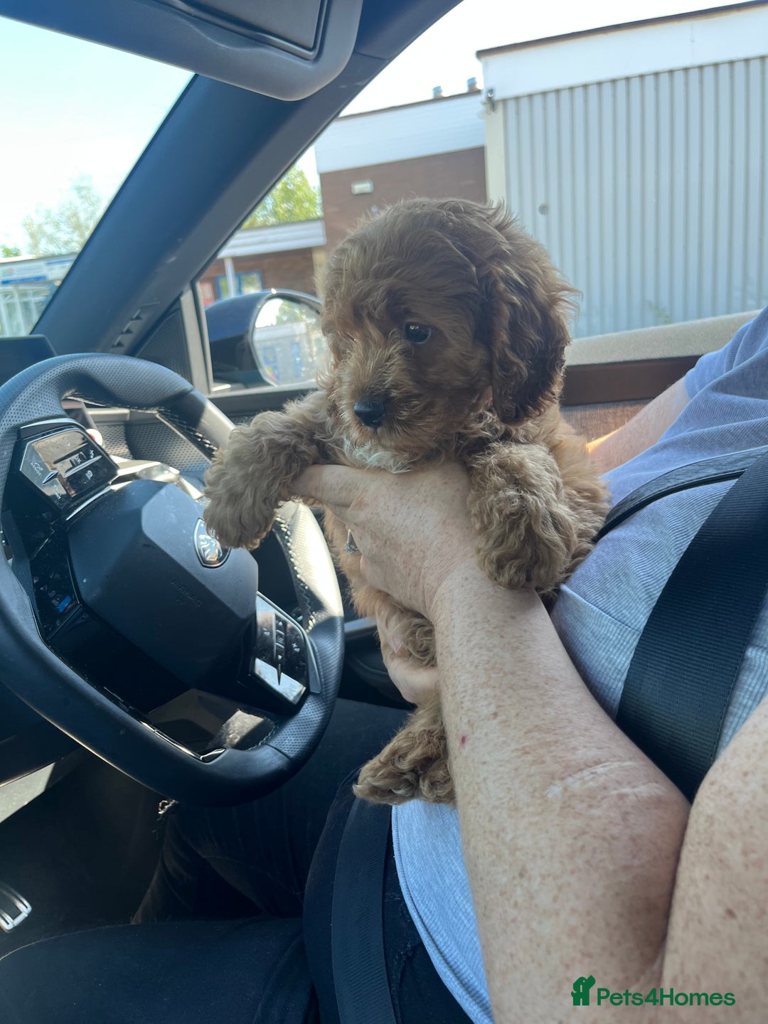 Cavapoo dogs for sale: 2 Cavapoo baby boys - Image 4
