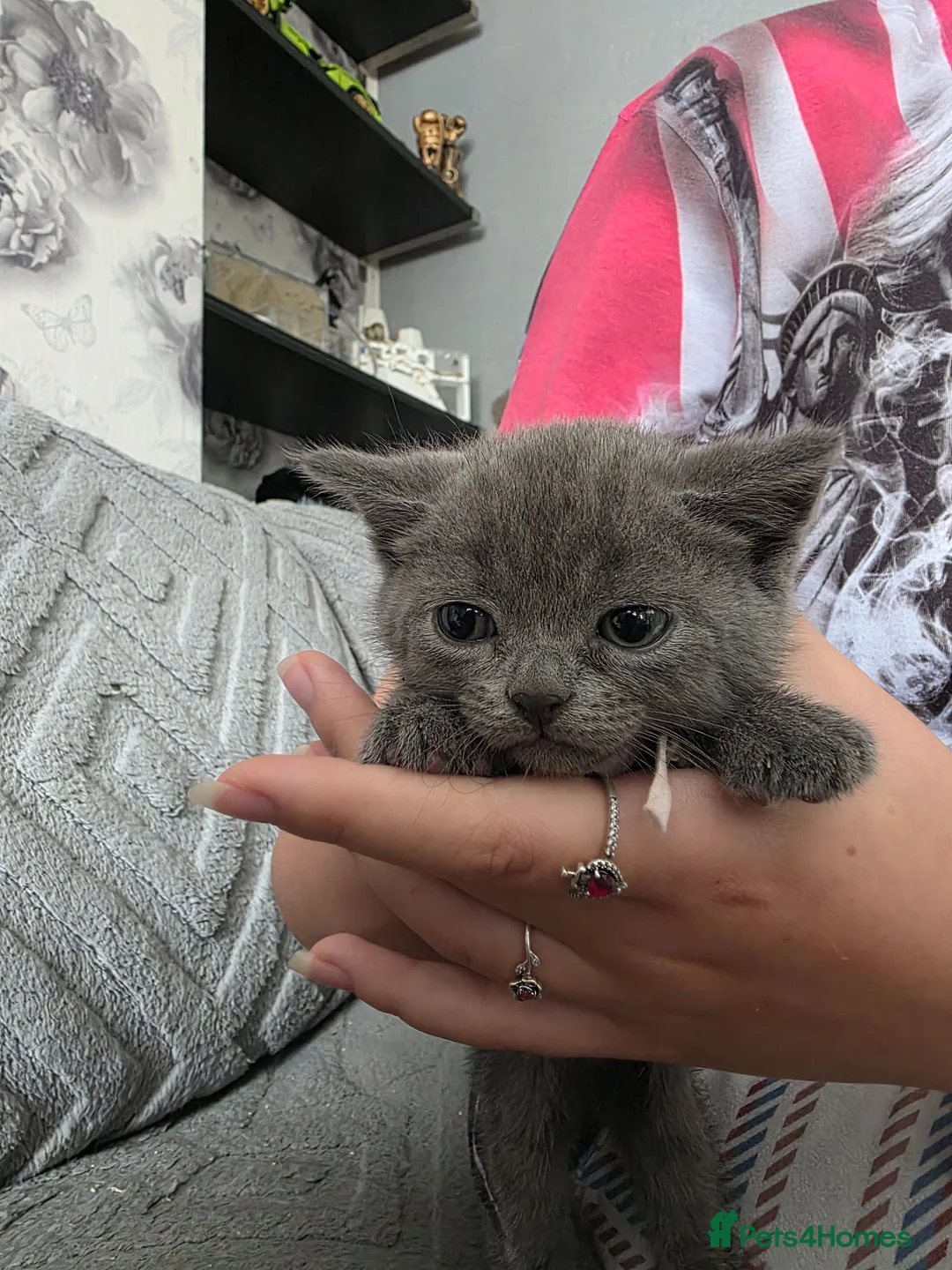 British Shorthair cats for sale: BSH cross kittens pure grey ready now - Advert 1