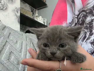 British Shorthair cats BSH cross kittens pure grey ready now - Advert 1