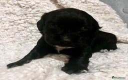 Cocker Spaniel dogs for sale: Fully health tested KC reg working Cocker Spaniels - Image 21