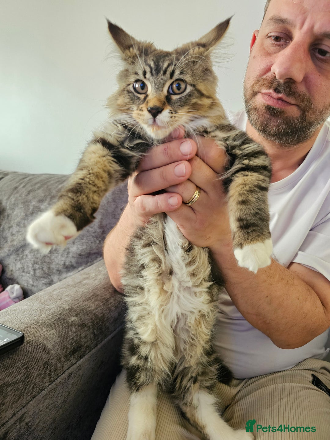 Maine Coon cats for sale: Maine Coon × Siberian  - Image 4