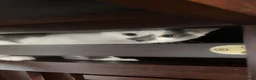 Mixed Breed cats for sale: White and Grey Kitten - Advert 3